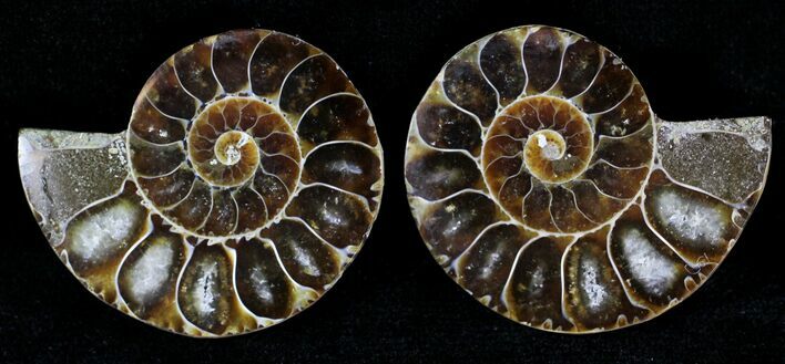 Small Desmoceras Ammonite Pair - #21423